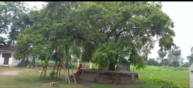 মহাভারতের শমী বৃক্ষ দেখতে আজও হরিরামপুর হাতিডোবা গ্রামে আসেন বহু মানুষ