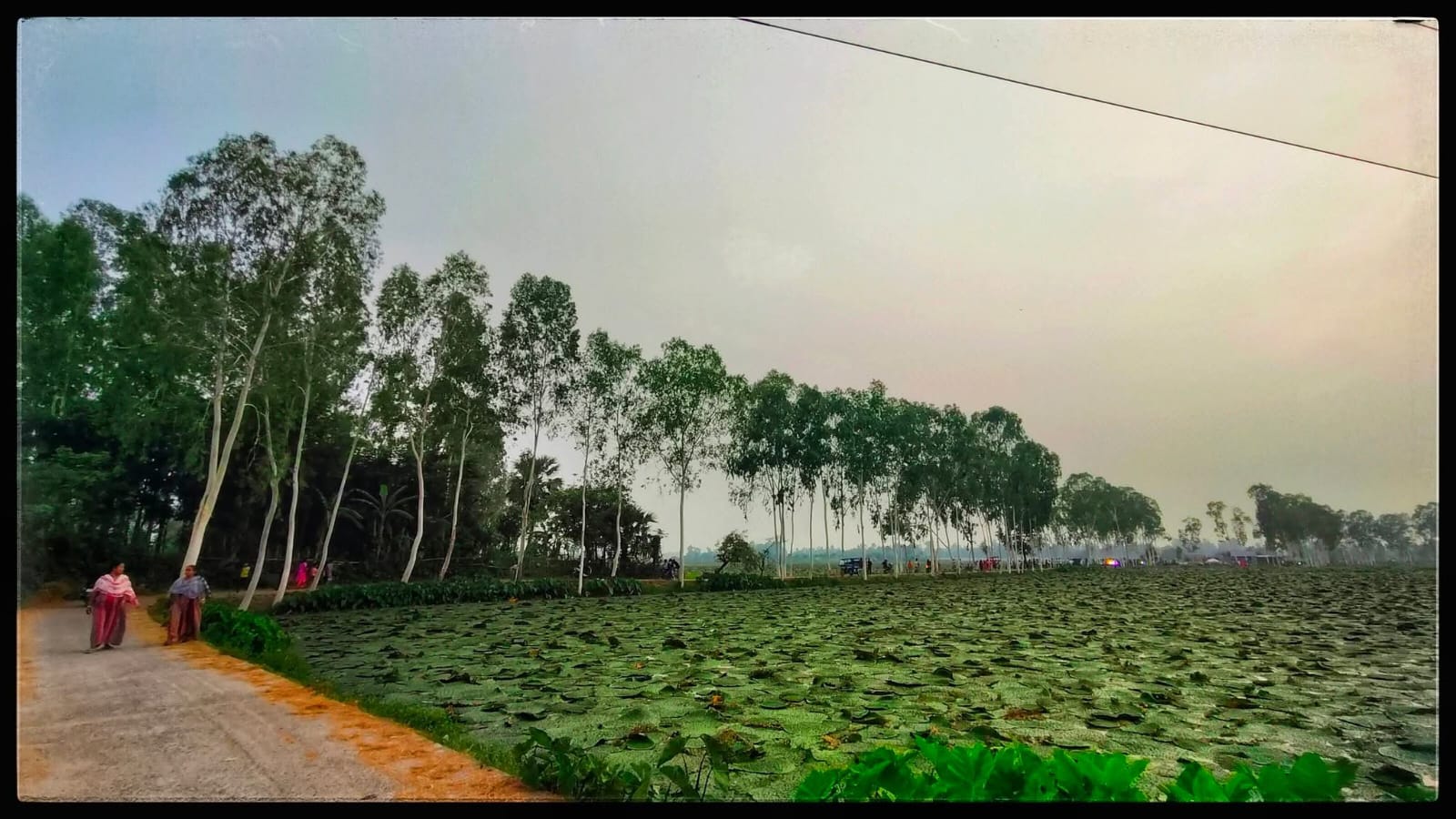 মাখনা চাষের মায়াবী দৃশ্যে ভাইরাল উত্তর দিনাজপুরের নতুন পর্যটন ঠিকানা