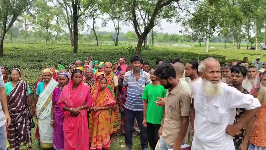 বেতন-বকেয়া পরিশোধের দাবিতে লিমট্যাক্স চা বাগানে সাত দিনের কর্মবিরতি, দ্বিতীয় দিনেও উত্তাল শ্রমিক বিক্ষোভ