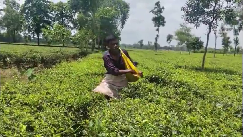 কেমিক্যালমুক্ত চা উৎপাদনের নতুন নির্দেশে উদ্বেগে ক্ষুদ্র চা চাষিরা, সচেতনতায় জোর অ্যাসোসিয়েশনের