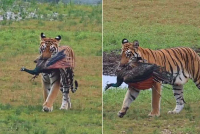জাতীয় পশুর শিকার জাতীয় পাখি